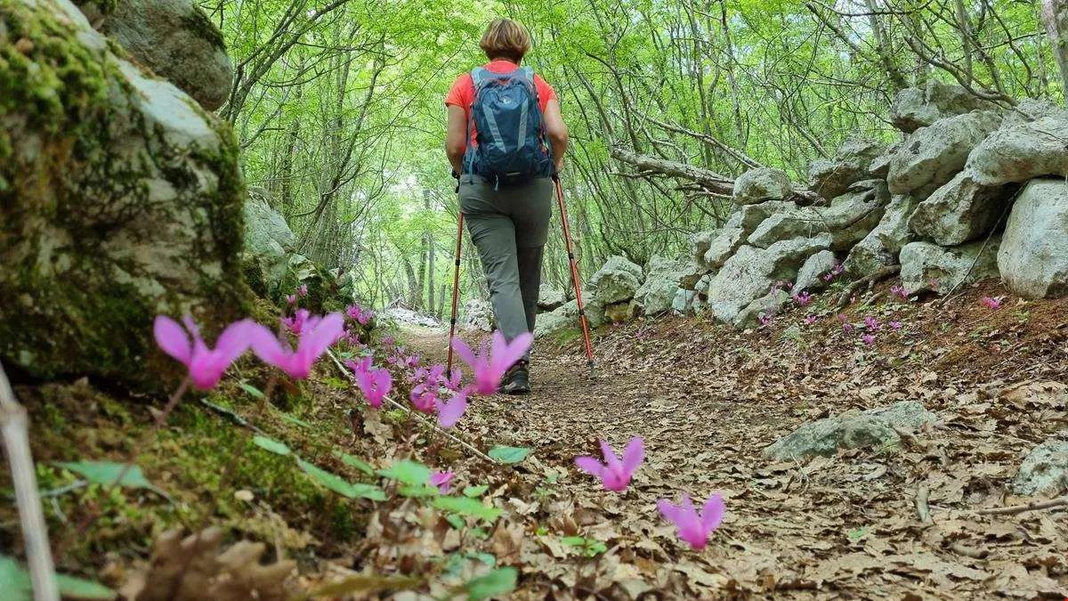 Cyclamen Trail