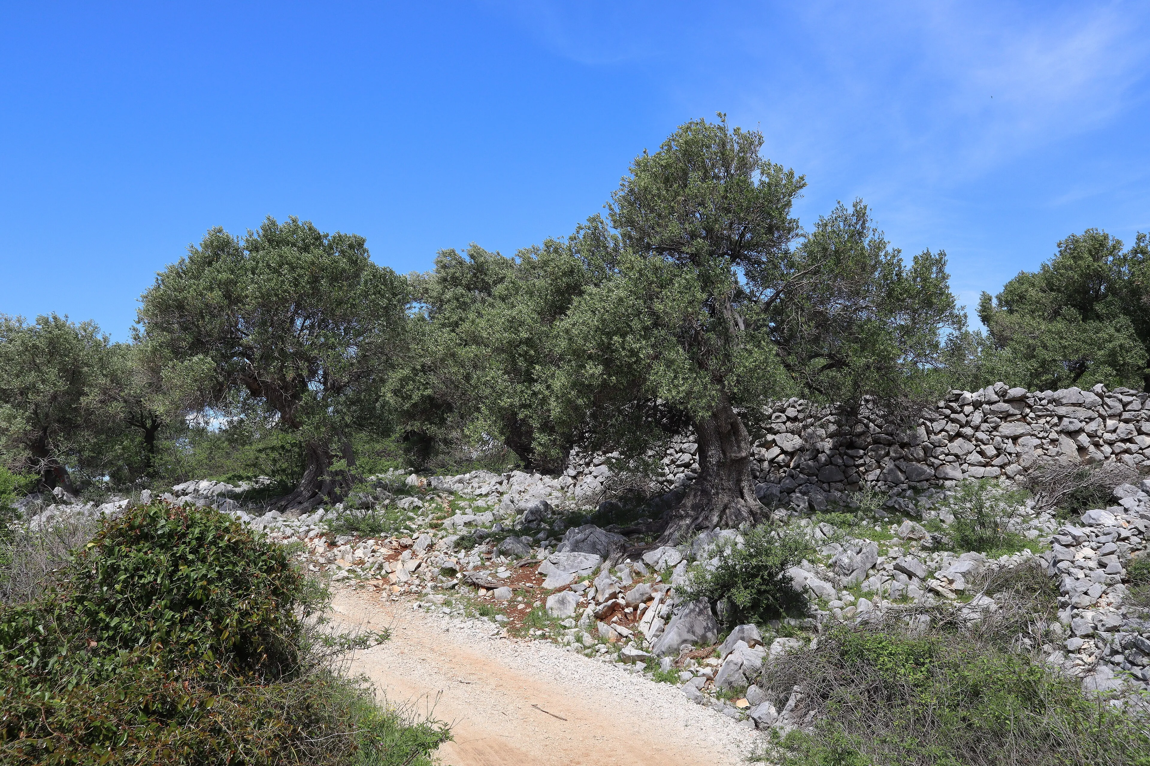 Liquid Gold: The Millennial Olive Groves